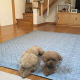 「素足で感じる幸福感♡ニトリのさらさらひんやりラグで快適なお部屋づくり」の画像3