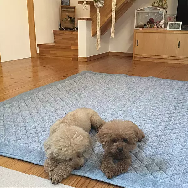 「素足で感じる幸福感♡ニトリのさらさらひんやりラグで快適なお部屋づくり」の画像