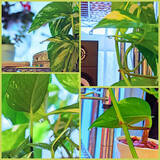 「グリーンを取り入れるならまずはポトス◎観葉植物初心者にもおすすめな理由」の画像11