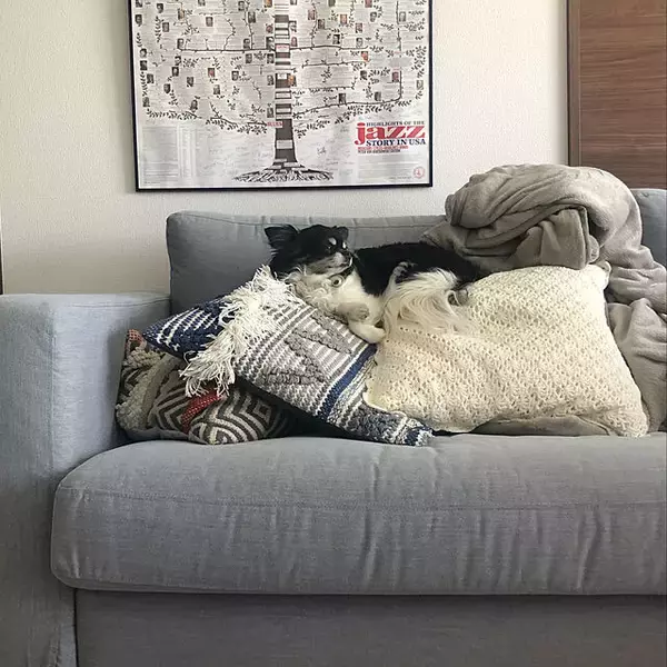 「洗練された大人のくつろぎタイムに☆IKEAのソファーがあるお部屋」の画像