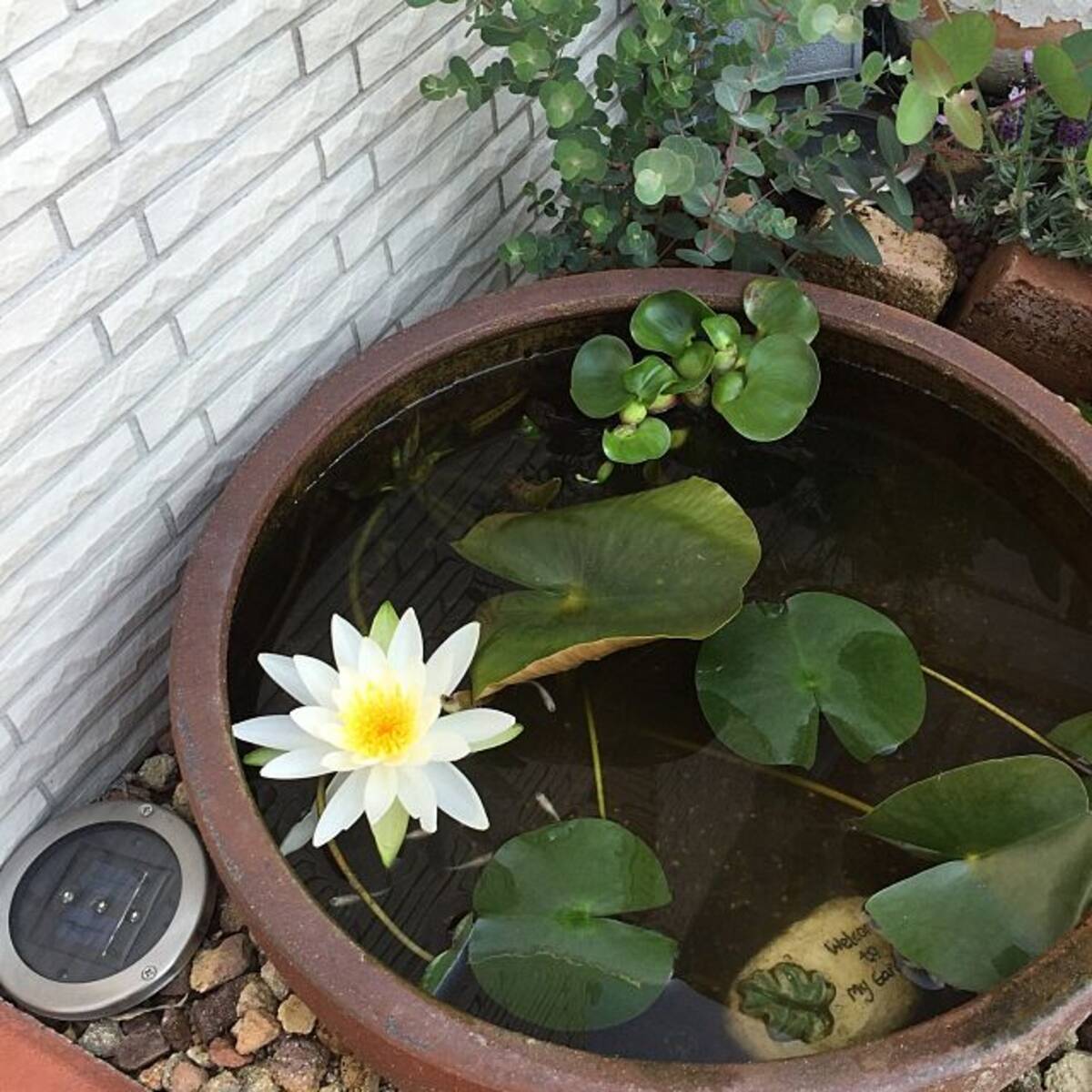 いつもの空間が情緒ある雰囲気に 睡蓮鉢のある四季折々の暮らし 21年6月1日 エキサイトニュース いつもの空間が情緒ある雰囲気に 睡蓮鉢のある四季折々の暮らし 21年6月1日 エキサイトニュース