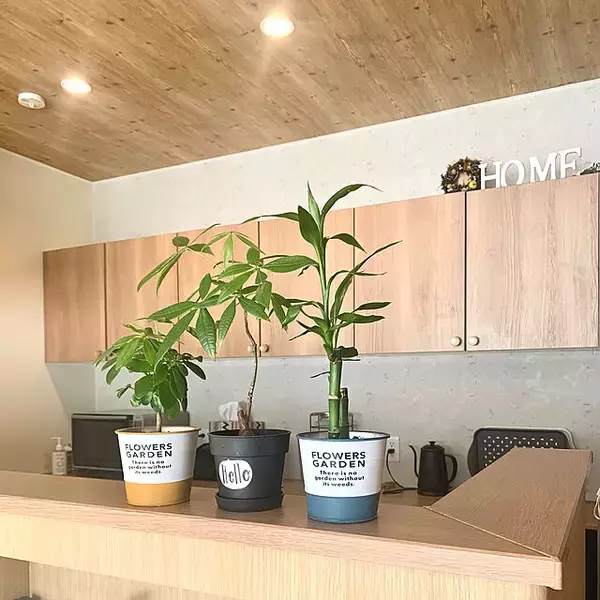 「豊富な種類と高見えするデザインで人気☆ダイソーの植木鉢」の画像