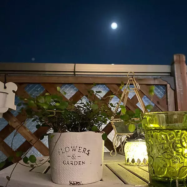 「豊富な種類と高見えするデザインで人気☆ダイソーの植木鉢」の画像