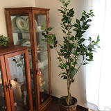 「葉も幹も驚くほどリアル！ニトリの大きなフェイクグリーン」の画像3