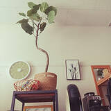 「葉も幹も驚くほどリアル！ニトリの大きなフェイクグリーン」の画像5