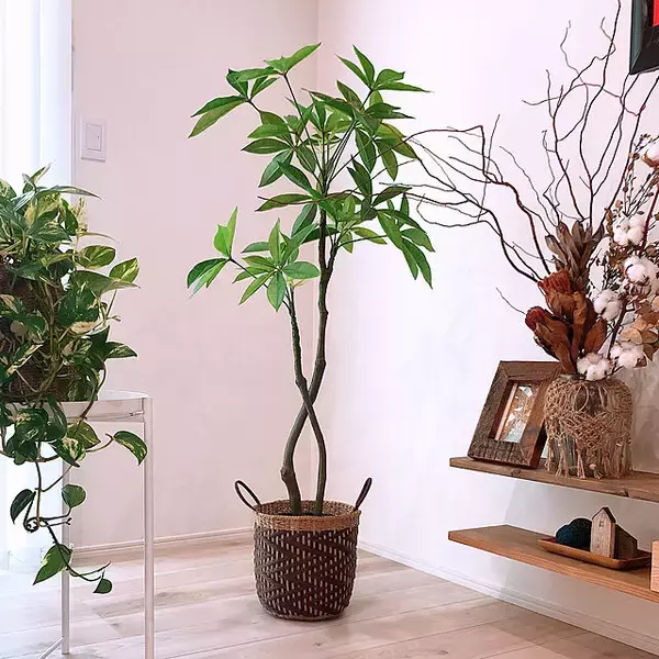 「葉も幹も驚くほどリアル！ニトリの大きなフェイクグリーン」の画像