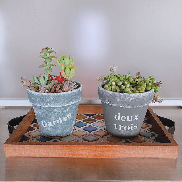 飾って楽しむ癒しのインテリア☆ダイソーアイテムで作る多肉植物のある空間