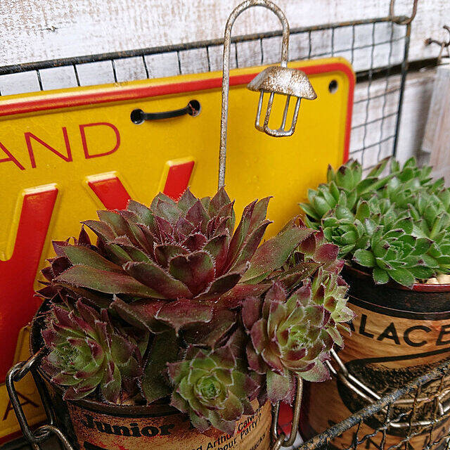 飾って楽しむ癒しのインテリア☆ダイソーアイテムで作る多肉植物のある空間