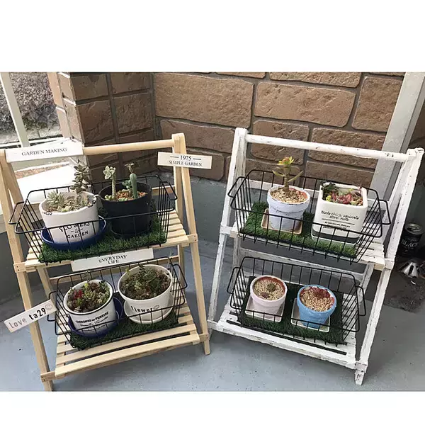 「飾って楽しむ癒しのインテリア☆ダイソーアイテムで作る多肉植物のある空間」の画像