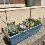 「飾って楽しむ癒しのインテリア☆ダイソーアイテムで作る多肉植物のある空間」の画像2