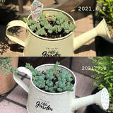 「飾って楽しむ癒しのインテリア☆ダイソーアイテムで作る多肉植物のある空間」の画像6