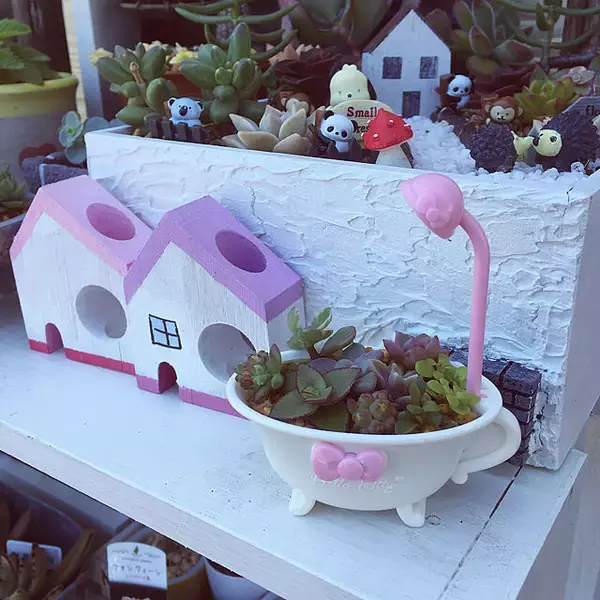 「飾って楽しむ癒しのインテリア☆ダイソーアイテムで作る多肉植物のある空間」の画像