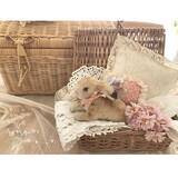 「いつでも見ていたいから☆シュタイフのぬいぐるみを私らしくディスプレイ」の画像2