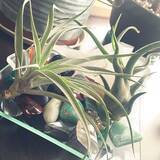 「美しさも面白さも楽しめる！鉱物があるお部屋の実例10選」の画像2