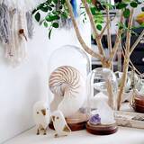 「美しさも面白さも楽しめる！鉱物があるお部屋の実例10選」の画像8