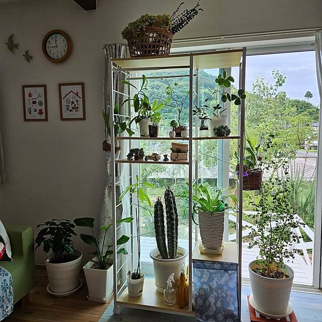 インテリアが劇的に変わる！知って得する観葉植物の配置、レイアウトの工夫10選