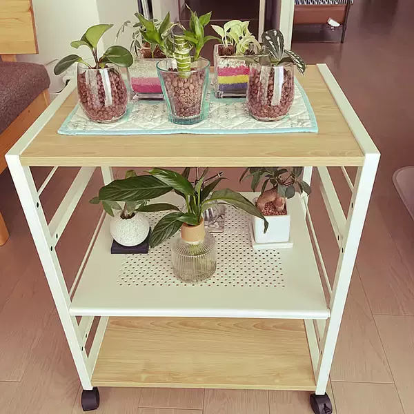 「インテリアが劇的に変わる！知って得する観葉植物の配置、レイアウトの工夫10選」の画像