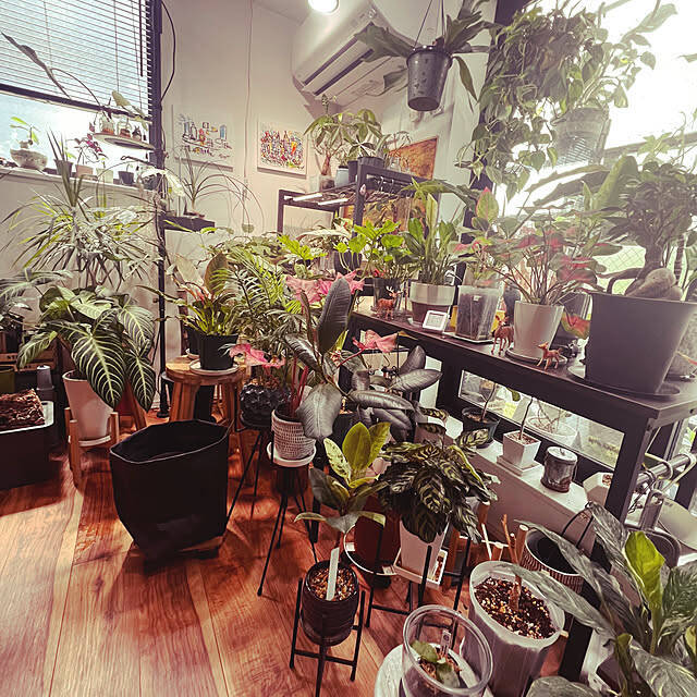 インテリアが劇的に変わる！知って得する観葉植物の配置、レイアウトの工夫10選