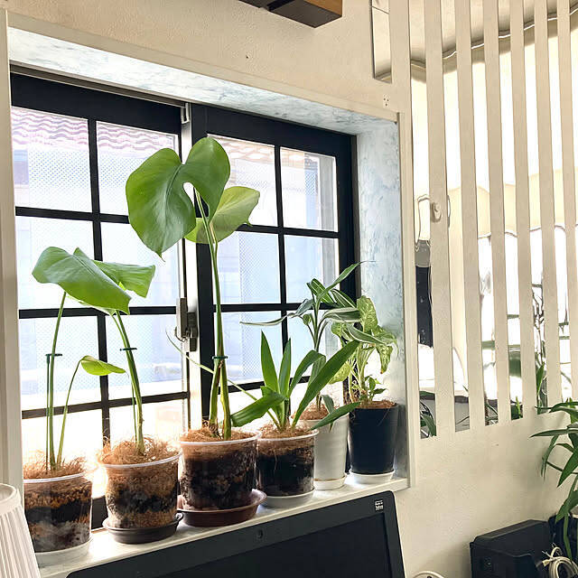 インテリアが劇的に変わる！知って得する観葉植物の配置、レイアウトの工夫10選