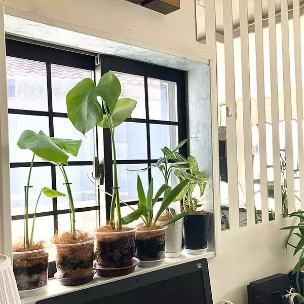 「インテリアが劇的に変わる！知って得する観葉植物の配置、レイアウトの工夫10選」の画像