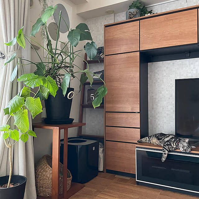 インテリアが劇的に変わる！知って得する観葉植物の配置、レイアウトの工夫10選