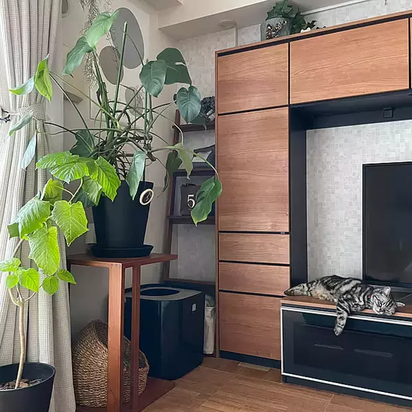 「インテリアが劇的に変わる！知って得する観葉植物の配置、レイアウトの工夫10選」の画像