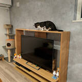 「こだわり派も納得！ラインナップが豊富なニトリのテレビボード」の画像7