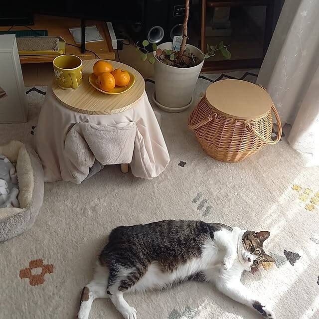 キッチングッズから季節の飾りまで♪3COINSのアイテムを取り入れたお部屋の実例をご紹介