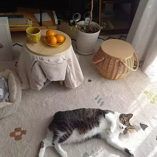 「キッチングッズから季節の飾りまで♪3COINSのアイテムを取り入れたお部屋の実例をご紹介」の画像