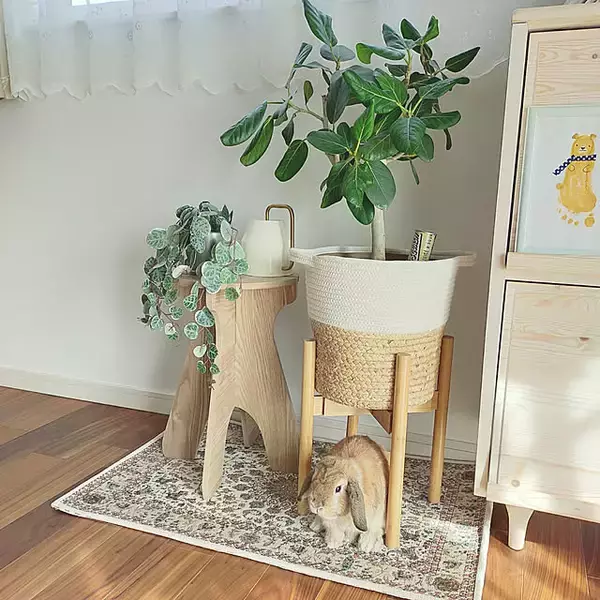 「お気に入りの植物が引き立つ♪インテリアにもなるプラントスタンド6選」の画像