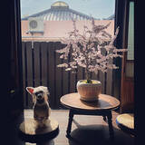 「家の中に風情ある癒しを取り入れて☆盆栽のあるインテリア実例集」の画像10