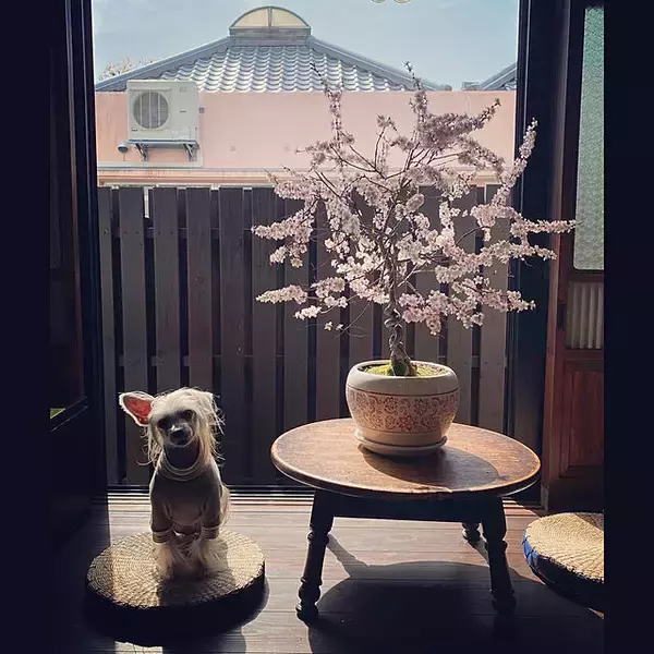 「家の中に風情ある癒しを取り入れて☆盆栽のあるインテリア実例集」の画像