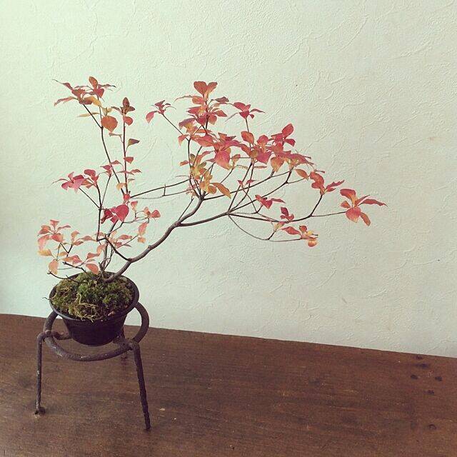 家の中に風情ある癒しを取り入れて☆盆栽のあるインテリア実例集