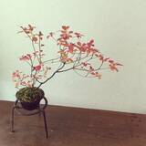 「家の中に風情ある癒しを取り入れて☆盆栽のあるインテリア実例集」の画像11