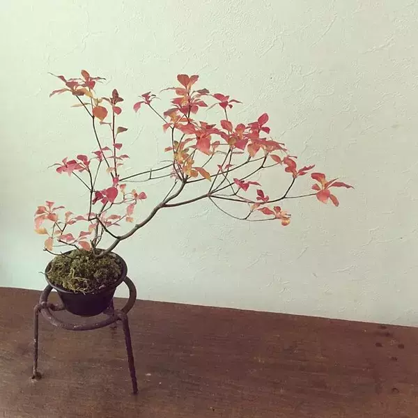 「家の中に風情ある癒しを取り入れて☆盆栽のあるインテリア実例集」の画像