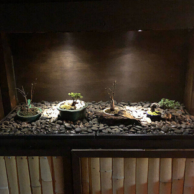 家の中に風情ある癒しを取り入れて☆盆栽のあるインテリア実例集