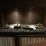 「家の中に風情ある癒しを取り入れて☆盆栽のあるインテリア実例集」の画像5