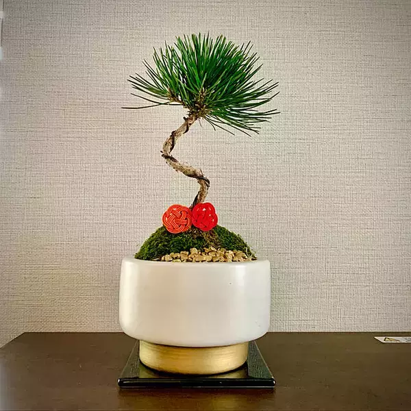 「家の中に風情ある癒しを取り入れて☆盆栽のあるインテリア実例集」の画像