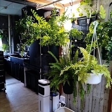 【今週の〇〇】テーマは「植物のある暮らし」！最新の投稿写真をピックアップ