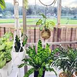 「【今週の〇〇】テーマは「植物のある暮らし」！最新の投稿写真をピックアップ」の画像3