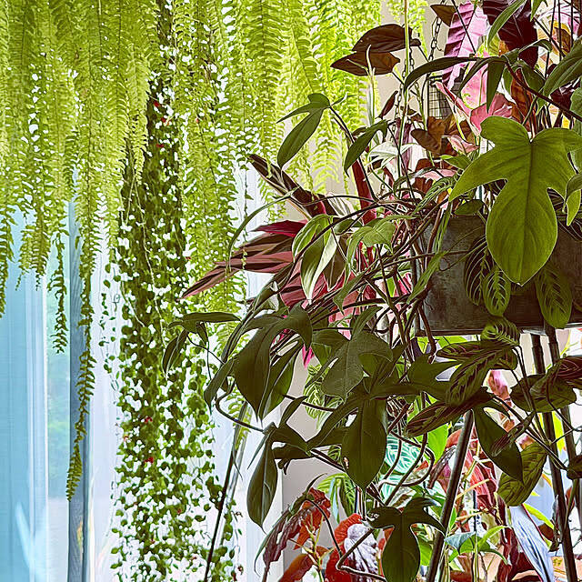 【今週の〇〇】テーマは「植物のある暮らし」！最新の投稿写真をピックアップ