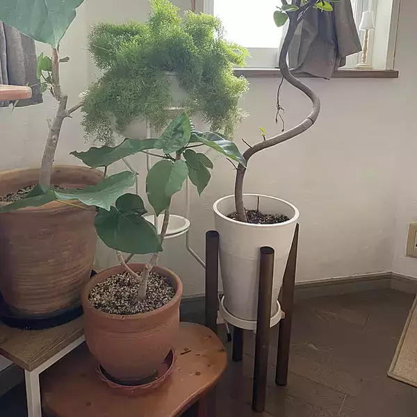 「【今週の〇〇】テーマは「植物のある暮らし」！最新の投稿写真をピックアップ」の画像