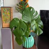 「【今週の〇〇】テーマは「植物のある暮らし」！最新の投稿写真をピックアップ」の画像6