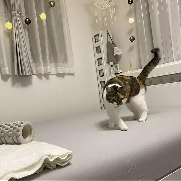 「寝心地にこだわりたい方に！おすすめのベッドシーツ利用実例」の画像