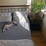 「寝心地にこだわりたい方に！おすすめのベッドシーツ利用実例」の画像15