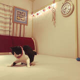 「寝心地にこだわりたい方に！おすすめのベッドシーツ利用実例」の画像16