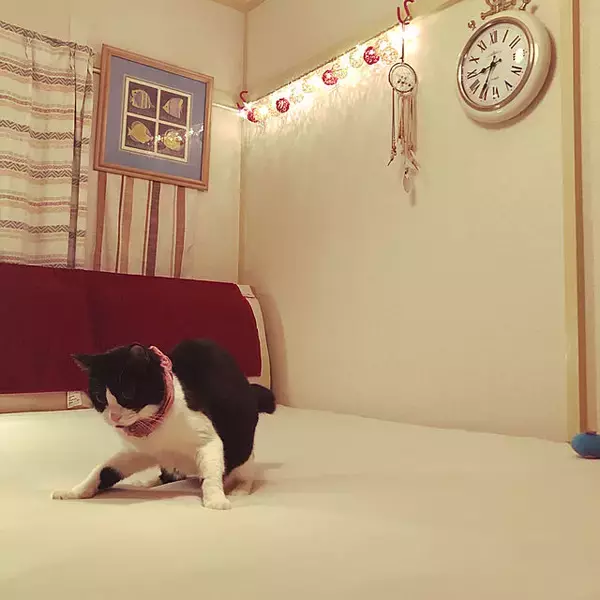 「寝心地にこだわりたい方に！おすすめのベッドシーツ利用実例」の画像