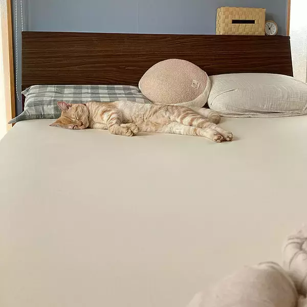 「寝心地にこだわりたい方に！おすすめのベッドシーツ利用実例」の画像