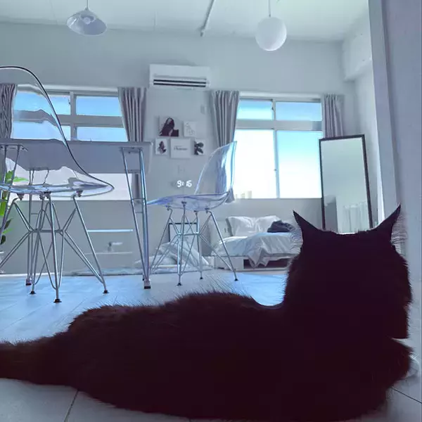 「「40m2。透明感と開放感が突き抜けた、モノトーン×無機質な明るいお部屋」 by ERIKAさん」の画像