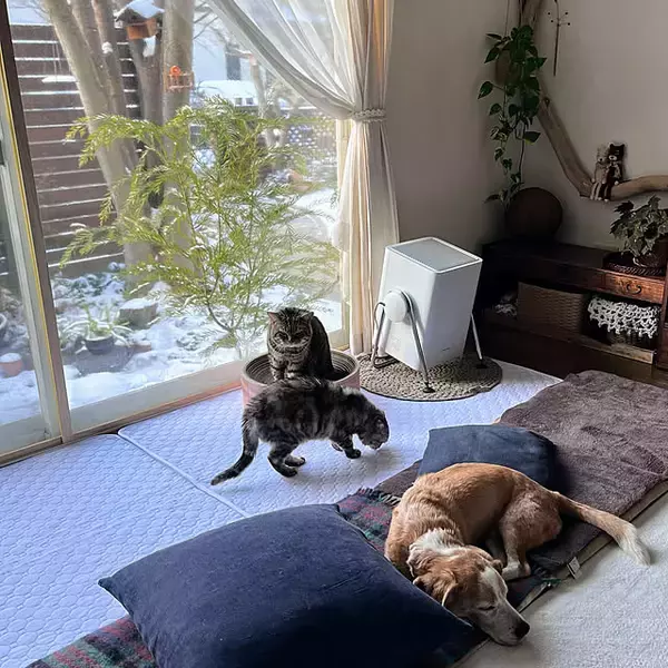 「【今週の〇〇】テーマは「DIY」！最新の投稿写真をピックアップ」の画像